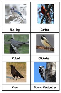 Learn about birds-Crafts, facts, Montessori-style 3-part cards, experiments, how to make bird feeders