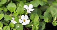 7 Emerging Benefits of Bacopa monnieri (Brahmi)