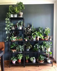 It’s Shelfie Time! 😊🌿 We’re Open today Thursday 10-5 Friday 10-2 Saturday 10-4 Sunday 10-4 🙌 Photo: @jule.hedwig __ #williamstown #seddon…