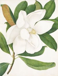 Magnolia, by A Power, c1800. #art #botanical #flowers