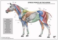 Trigger points for massage and acupressure