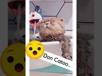 Don Catoo.. - ECOSenpai