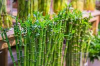 Saiba o significado do bambu da sorte de acordo com o número de caules #bambudasorte #bambu #plantas