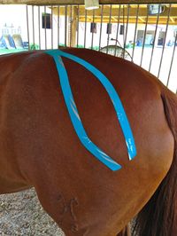 Exercise to give your horse buns of steel || Exercises for Correcting Sacral & Hind End Weakness in your horse.
