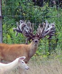 Freak Show Bucks: A Hard Look at Breeding For Antlers