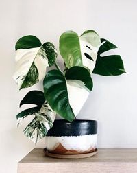 Want to add a never-ending drama to your interior? Grow these 36 jaw-dropping Variegated Indoor Plants with Patterns!