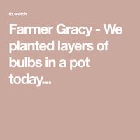 Farmer Gracy - We planted layers of bulbs in a pot today...