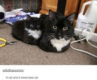 100 Tumblr Posts About Puppies And Kittens That'll Make Your Day Instantly Better