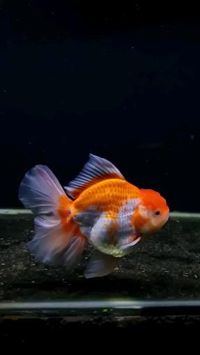 Credit/Source 📸 : instagram.com/goldfishopang #oranda #goldfish #ikankoki #ikanhias #rosetailfish #goldfishcare #akuarium #animal #binatang #hewan