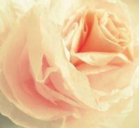 As promised, here is the rose tutorial. I hope you find the instructions easy to