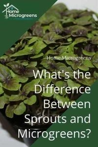 difference-between-sprouts-and-microgreens-pin