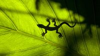 Geckos' famous adhesive feet don't work when they're wet