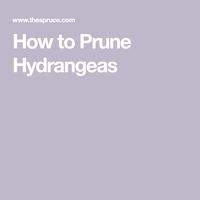 How to Prune Hydrangeas