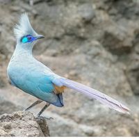 Crested Coua #crestedcoua | Photo @jaeger117 #birds #beautifulbirds