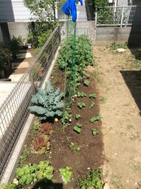 家庭菜園 雑草を見れば畑の状態が分かる D 株式会社ハレックス Plants 家庭菜園 雑草を見れば畑の状態が分かる D 株式会社ハレックス Plants