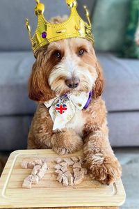 Maui celebrating the Queen’s Platinum Jubilee in style! 🐶 📷@cockapoo.maui