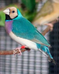 Gouldian / Gouldian Finch | #birds #gouldians #gouldianfinch
