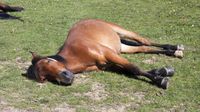 7 Strange Sleeping Habits of Horses