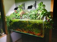 I heard you like planted tanks : PlantedTank