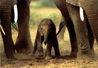 Elephant! Elephant! elephant