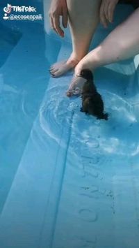 🐶Chill😅😅😅 • Follow @ecosenpaii for more👍🙌😍 • #ecosenpaii #saveearth #savetheocean #savetheturtles #blackduck #pool #duck #savetheplanet #saveourseas #plasticfree #plasticfreejanuary #plasticsollution #plasticsucks #plasticfreeforthesea #plasticfreeliving #fridaysforfuture #climatestrike #plasticfreeoceans #lifewithoutplastic #climatememes #funnymemes😂 #climatechange #animalmemes