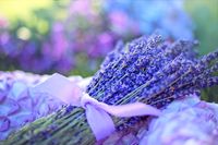 Pest Fighting Plants That'll Save Your Summer Garden