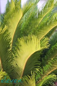 palm fronds, sunrise, st. mary's, georgia, cumberland island, nature, photography, fine art print by elevenphotography on Etsy