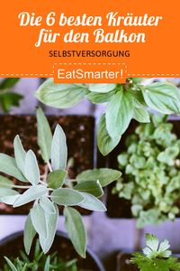 Die 6 besten Kräuter für den Balkon: Minze, Petersilie, Thymian frisch aus dem eigenen Garten? Kein Problem. Diese Kräuter sind perfekt für deinen Balkongarten oder auch für eine Kräuterspirale im Garten. | eatsmarter.de #balkongarten #kräuter #kräuterspirale #petersilie #thymian #schnittlauch #rosmarin #salbei #minze