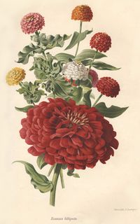 zinnias