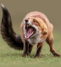 geographicwild: “. Photography by ©️️ (Arno van Zon). Angry fox… #fox #wildlife #animal #wild #redfox #angry ”