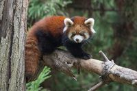 ailurus styani - Pesquisa Google