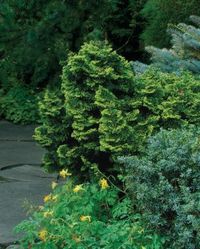 Conifers for Shade - FineGardening