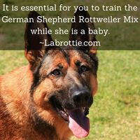 German Shepherd Rottweiler Mix - Called Shepweiler and Sheprottie | #Hilarious #SoTrue #Humor #Funny #PoliceDogs #Truths #Puppys #Life #Mom #Kids #Black #Baby #White #Heart #Fur #FunnyAnimal #Friends #Cats #Pets #Products #Pictures #Sweets #Faces