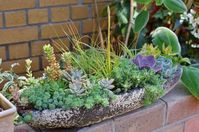 Succulent garden