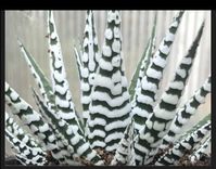 Zebra Plant succulents (ALL Starter Plants REQUIRE You to Purchase 2 plants) by FREEplantShippingCo on Etsy