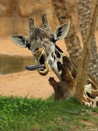 Tongue | Animals photos