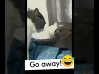 Cats fight 😅funny animal videos | funny animal videos can't stop laughing hilarious | cute animal videos animal videoys | baby animals videos | wild animal videos | pet videos | funny and dog videos | animal videos funny dogs | videos animales | | animals aesthetic videos | animals friendship videos. #cuteanimalsvideos#cuteanimals#animalsvideos #funnyvideos#cutevideos#funny