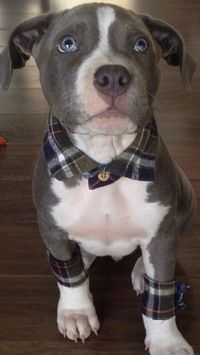 gray pitbull puppy