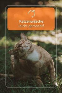 Eure Katze liebt ihre Streifzüge durch die Natur, doch danach ist ihr Fell vor lauter Staub und Dreck nur noch halb so schön? Was nun? Da Katzen sehr wasserscheue Tiere sind, solltet ihr auf ein Bad lieber verzichten. Nehmt stattdessen einen Lappen und lauwarmes Wasser zur Hand und entfernt den Dreck im Fell sanft mit kreisförmigen Bewegungen.