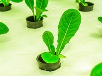 How to grow fresh lettuce indoors: 4 common types