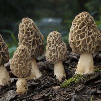 This time of year is when we head to the woods in search of the mighty morel. This elusive fungus can be persnickety, but, with a little patience and know-how, they can be successfully hunted and grown.