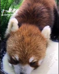 😘Red Panda😍 follow @ecosenpai❗ because you want more👍🙌😍😅The best video about animals! funny animal videos | funny animal videos can't stop laughing hilarious | cute animal videos | funniest animal videos | baby animals videos | wild animal videos | pet videos | funny cat and dog videos | animal videos funny dogs | videos animales | animals beautiful videos | animals aesthetic videos | animals friendship videos. #animalsvideos #animalsvideo#redpanda #funnyanimals #cuteanimals