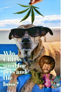 Why CBD is good for pets and the boss? It's extricated from the gum of cannabis buds and blossoms and typically weakened with another oil, as MCT continue reading ore watching ....