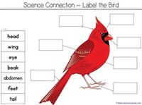 Counting is for the Birds Kindergarten Literature Unit Printables - 1+1+1=1