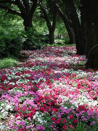 Mass for Impact Virtually any plant -- even common impatiens or geraniums -- become showstoppers when planted in large numbers. Mix colors of the same variety for a dazzling effect or try something more subtle by planting lots of a single selection.