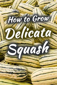 How To Grow Delicata Squash - Garden Tabs