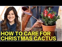 Use these tips to ensure your Christmas, Thanksgiving, or Easter cactus thrives year-round and blooms again for the holiday season.
