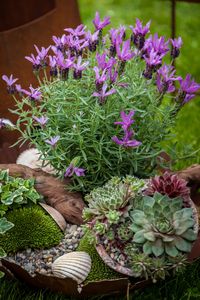 How to Grow Lavender