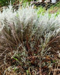 How to Prune Woody Herbs | Good Life Permaculture