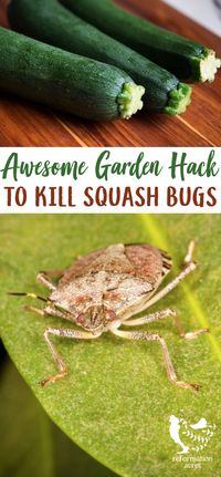 KILL SQUASH BUGS! Want an easy, cheap way how to kill squash bugs, their nymphs, & eggs? Organically control the leaf-footed beetle pests in your garden with this method. #garden #homesteading #pests #organic #hack #squash #bugs #zucchini